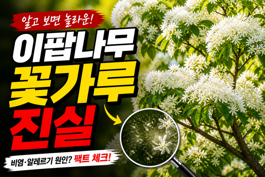 이팝나무 꽃가루 알레르기 비염 유발의 진실과 오해 정리 썸네