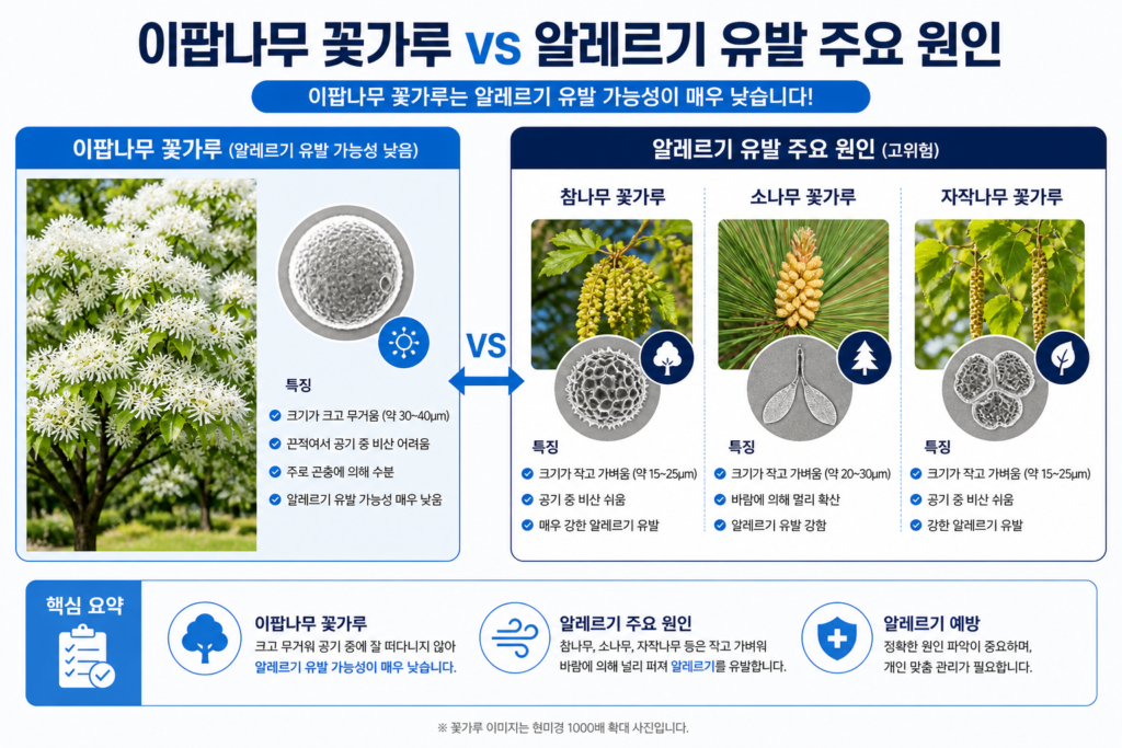 이팝나무 꽃가루와 실제 알레르기 유발원인(참나무, 소나무 등)을 비교하는 인포그래픽